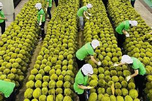 Vietnam's vegetable and fruit exports reach over 2 billion USD since the start of the year