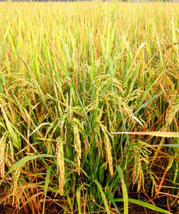 Tham mưu, đề xuất